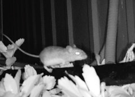 Rodent removal ct