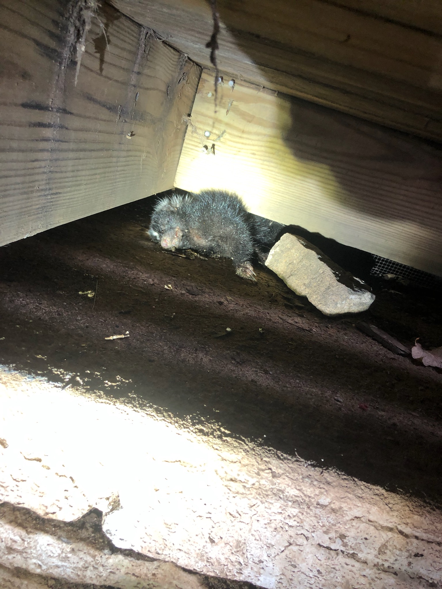 Dead skunk under porch requiring dead animal removal and odor control in Connecticut