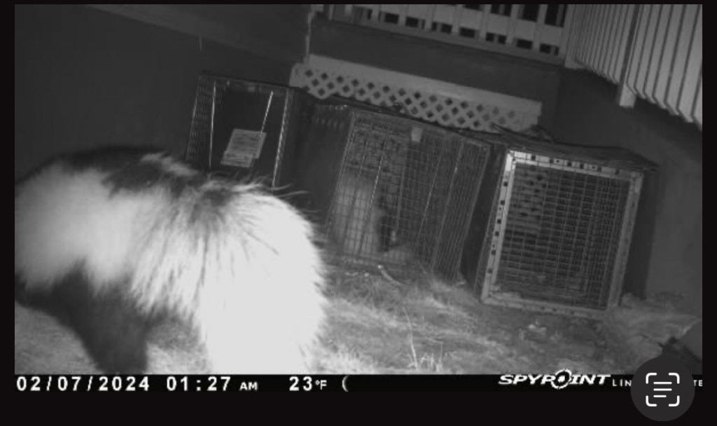 Skunk trapping during breeding season in Connecticut when spraying activity is more common