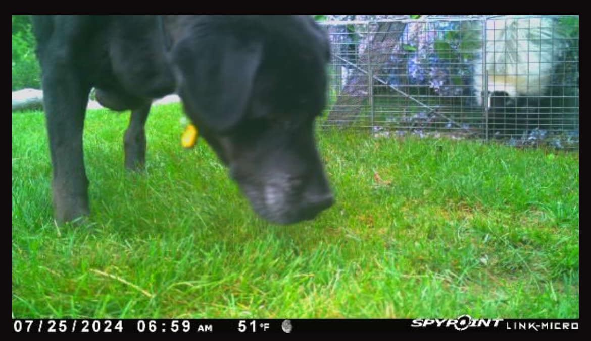 Rodent control and wildlife removal in Ledyard Connecticut