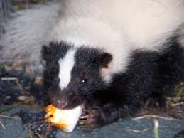 Skunk trapped during wildlife removal work in Stamford Connecticut