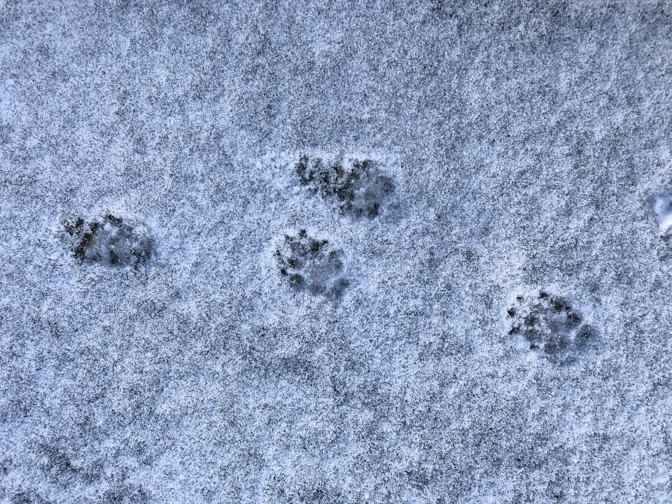 Rodent control and wildlife removal in Ledyard Connecticut