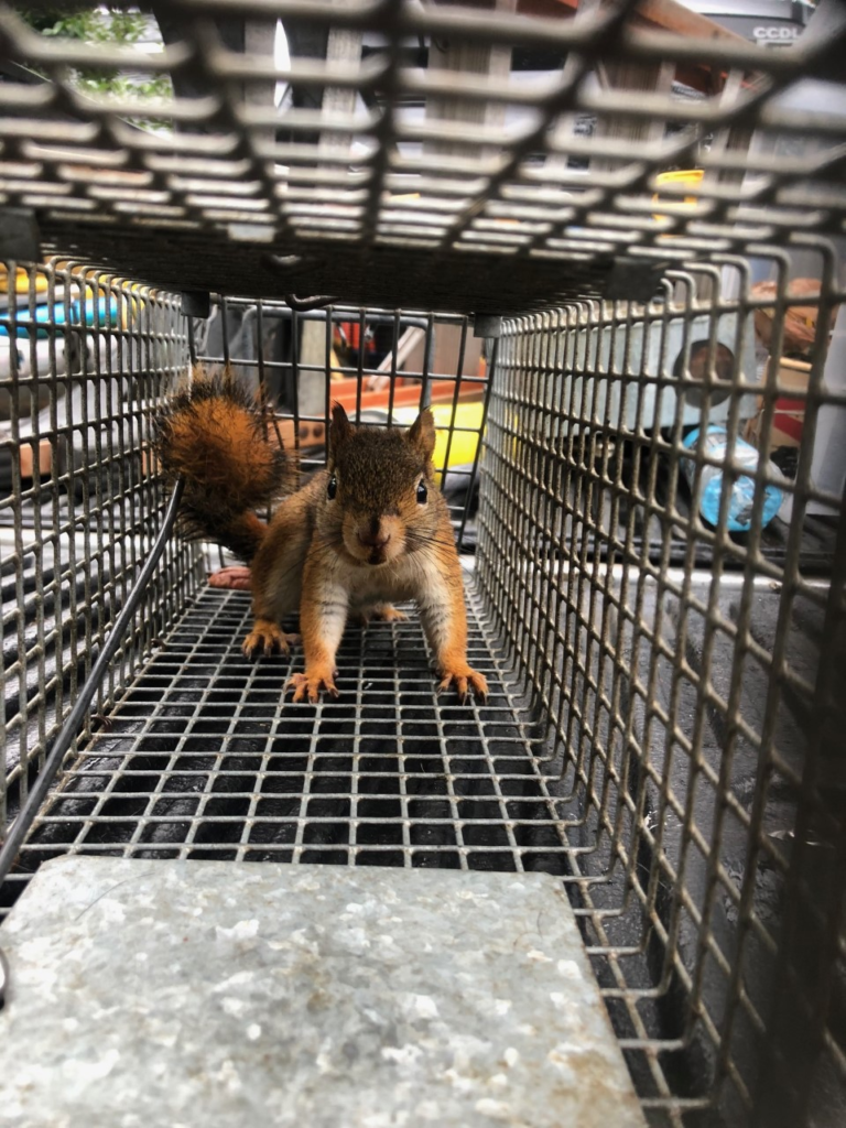 red squirrel in a cage trap removed from a CT home.