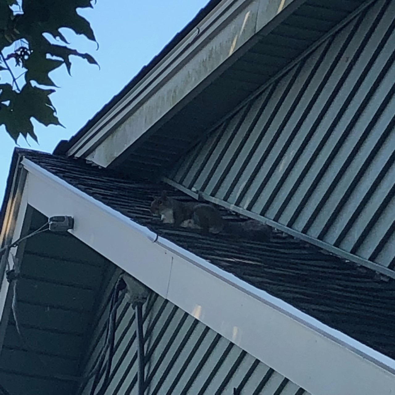 Squirrel exclusion and removal service in Connecticut