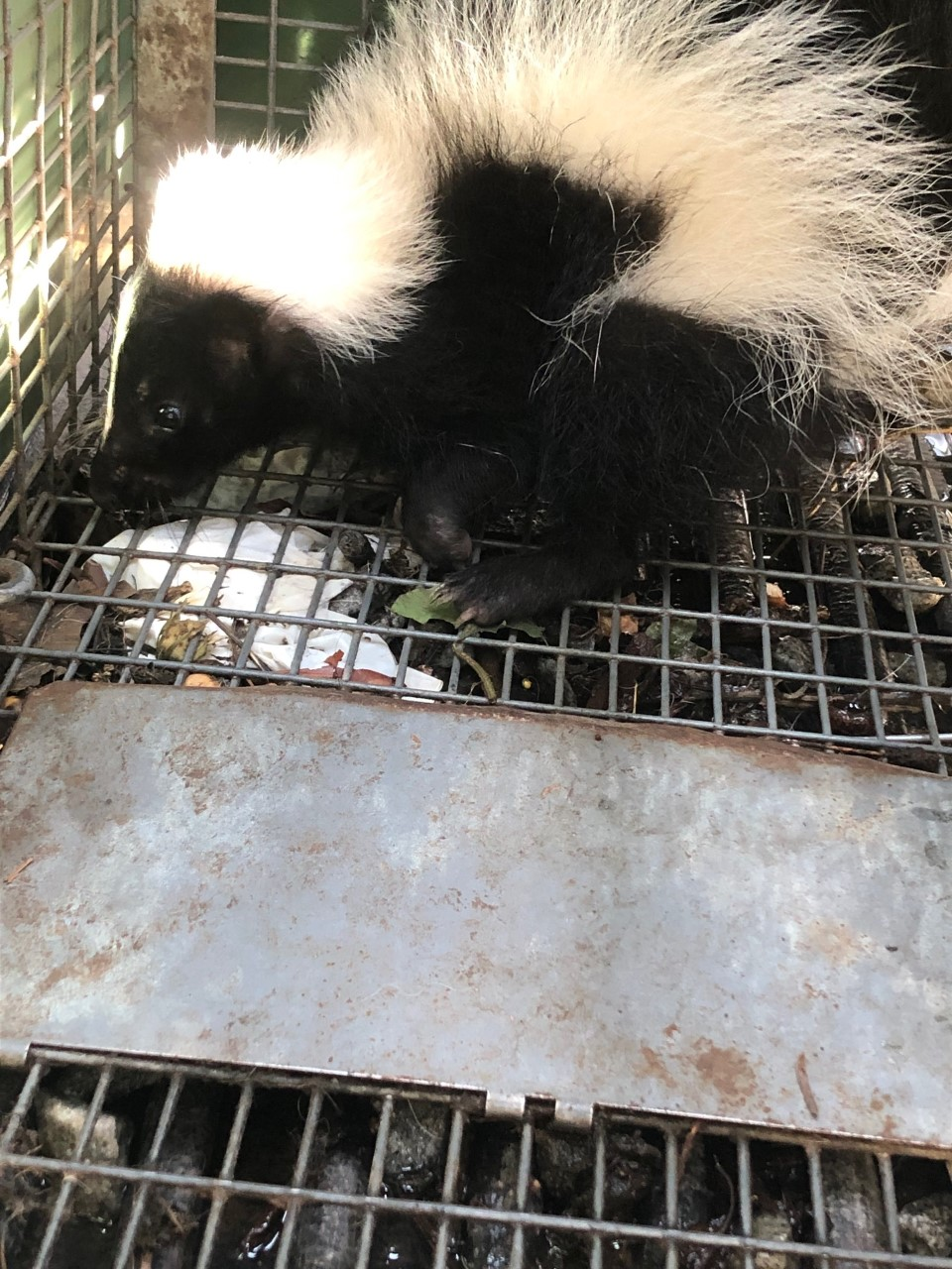 Skunk removal and skunk control service in Connecticut