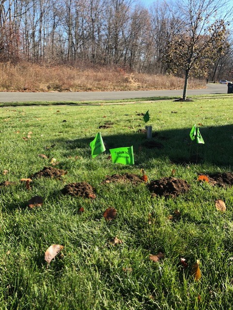 Mole damaged lawn in CT 