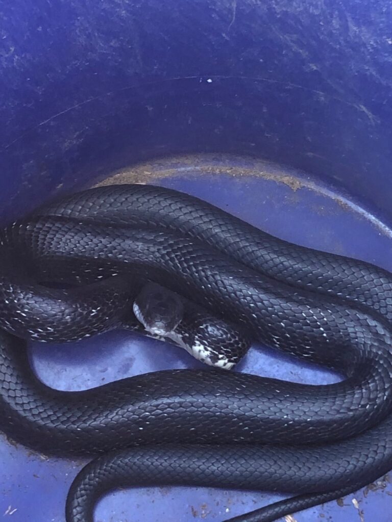 Black rat snake removed from a Connecticut attic during a wildlife removal inspection