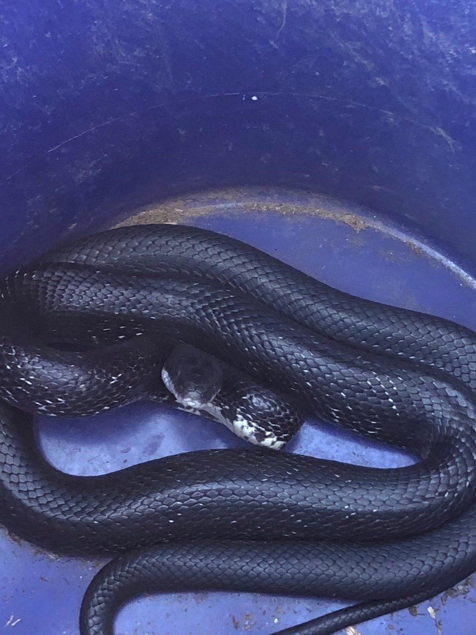 Snake removal in Ledyard Connecticut