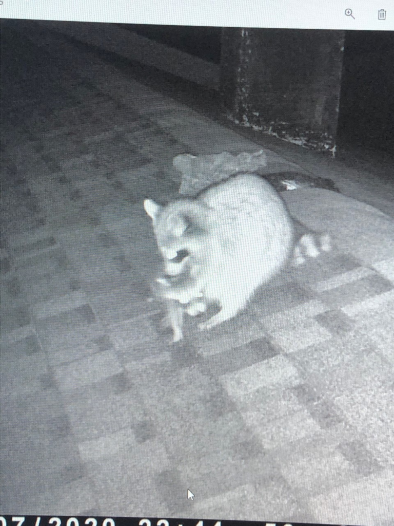 Mother raccoon removing young from a Connecticut attic during a successful late-season raccoon eviction