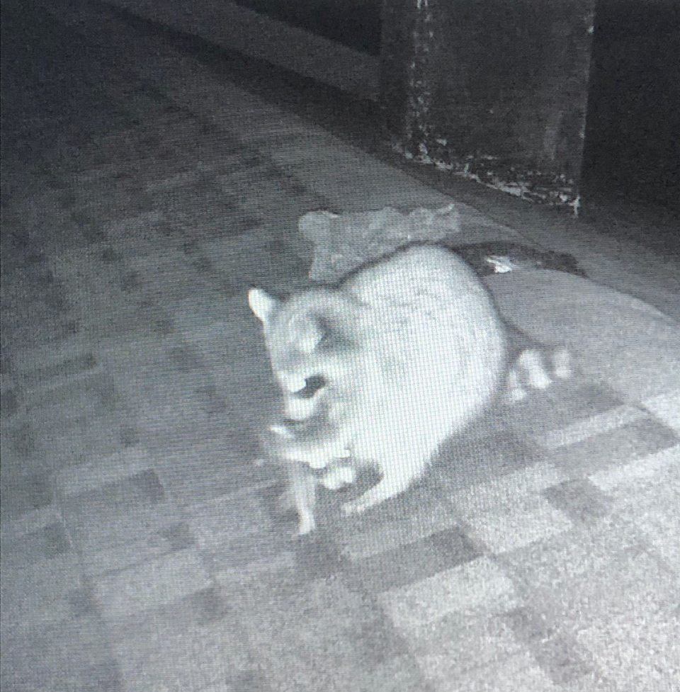 Raccoon Removal CT
