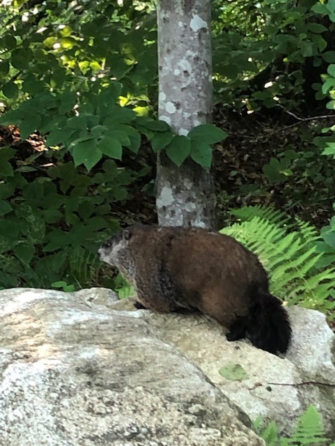 Woodchuck sitting on a boulder in Connecticut