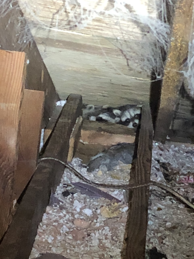 Baby raccoons inside a Connecticut attic during a raccoon removal and attic inspection job