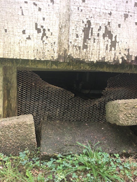Broken foundation vent allowing rat entry into home in Groton Connecticut