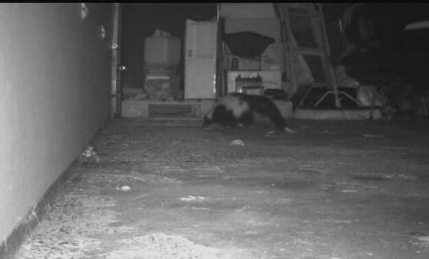 Skunk inside a garage during nuisance wildlife activity in Connecticut