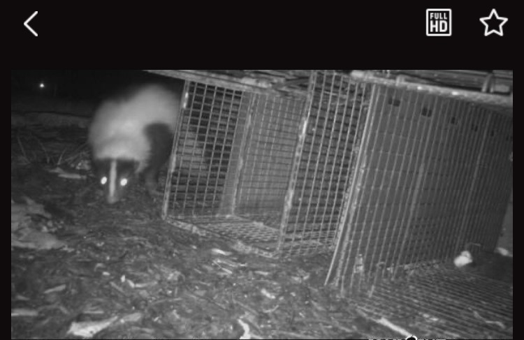 Skunk removal in Griswold Connecticut