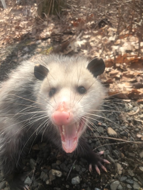 Opossum removal in Lyme Connecticut