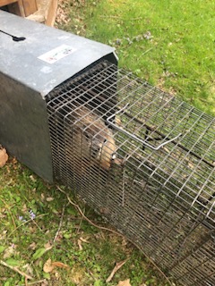 Woodchuck removal Colchester CT our biggest rodent