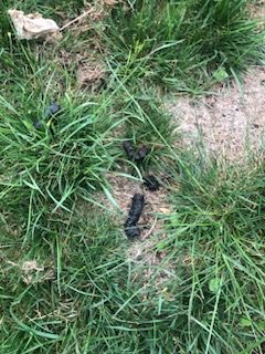 Skunk damage and skunk droppings found on a Connecticut lawn during a wildlife inspection