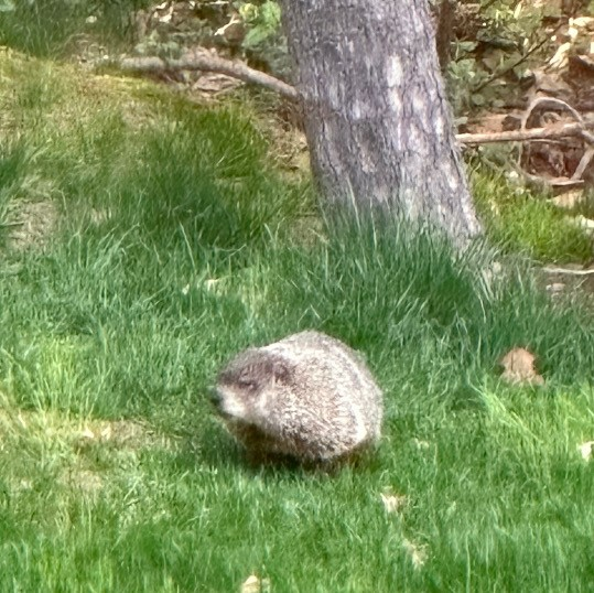 Woodchuck trapped during wildlife removal work in Shelton Connecticut