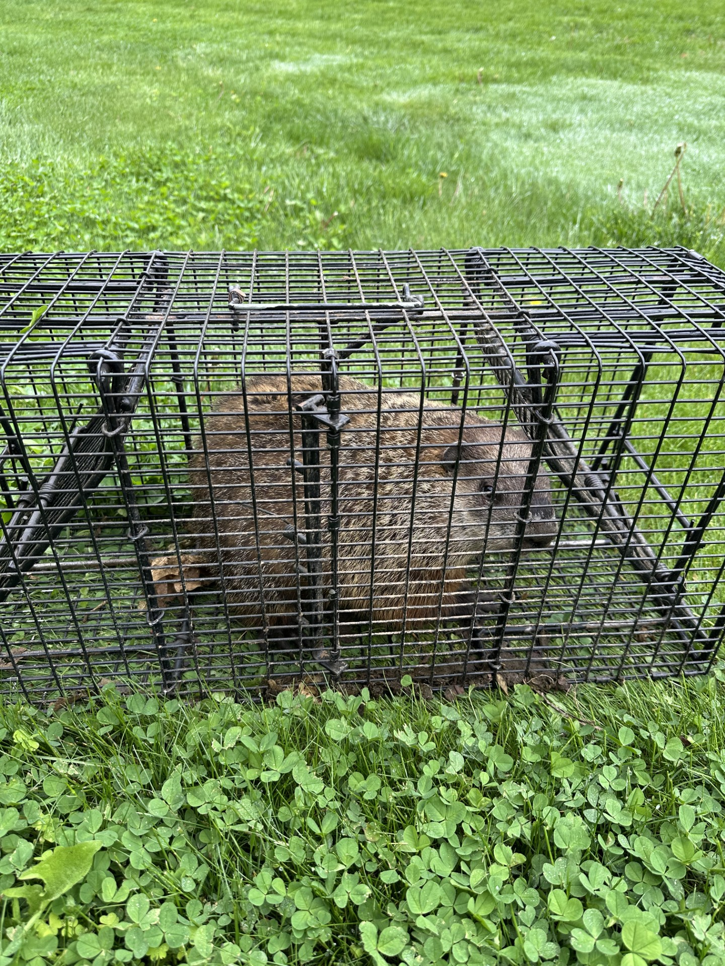 Wildlife removal and rodent control in East Hampton Connecticut