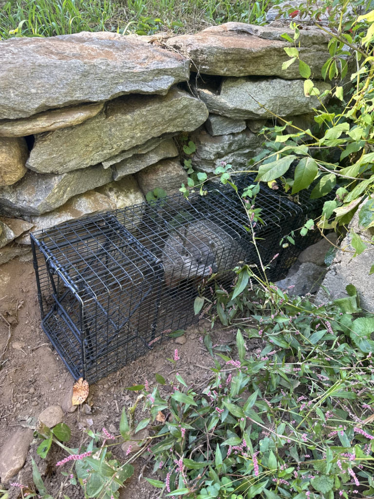Woodchuck trapped beside a Connecticut rock wall where burrow activity was damaging the retaining wall structure