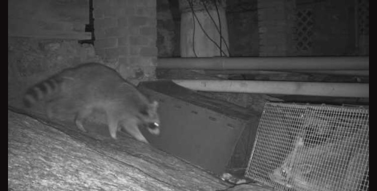 Raccoon removal in Lyme Connecticut